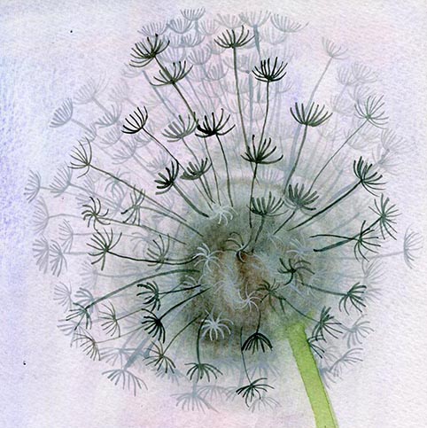 dandelion clock watercolour painting grey